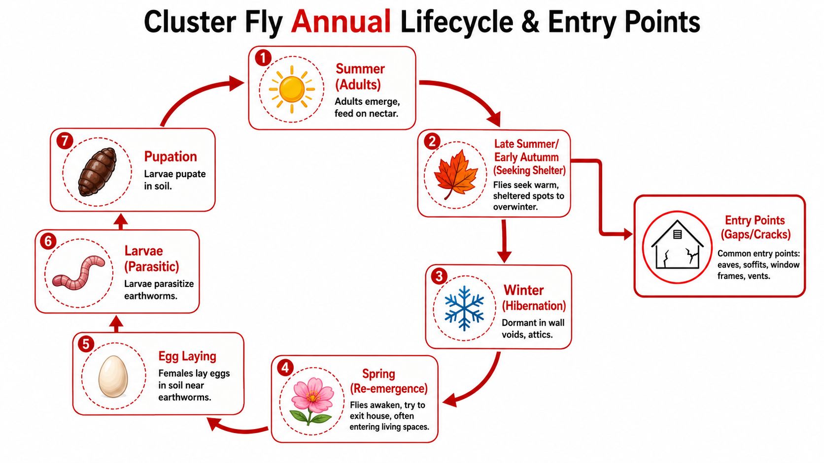 Insect Screens A diagram illustrating the annual lifecycle and common home entry points of the cluster fly.