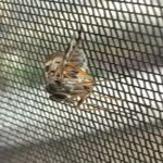 Midge Mesh Insect Rolls 7 Insect screen mesh