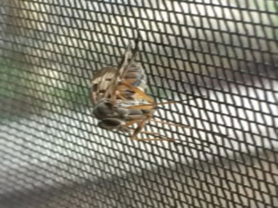 Insect screen mesh