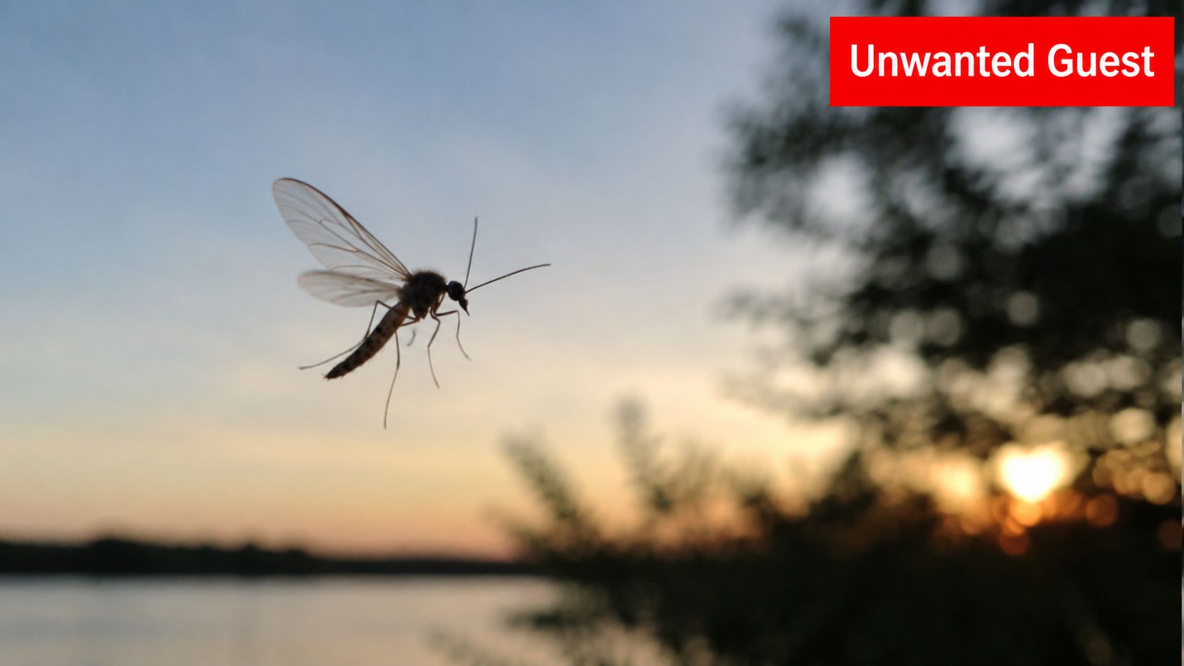 Insect Screens A mosquito flies in silhouette against a blurred sunset over a lake in the evening light.